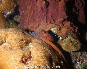 Reef Octopus by Chris Miskavitch 